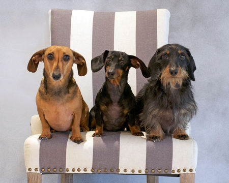 Squid, Bug & Snook