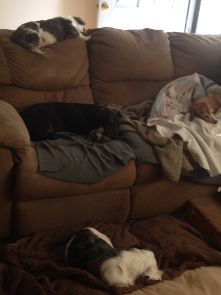 Baxter, Coal, Oscar, Tanner