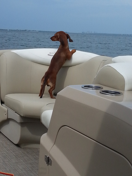 Brody