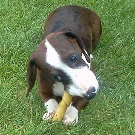 Rem Dawg