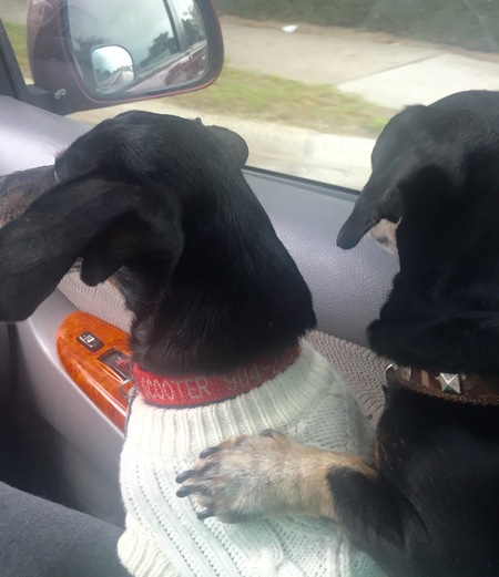 Scooter & Truman