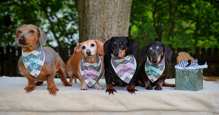 Oli, Bella, Phoebe Weenie, Jake