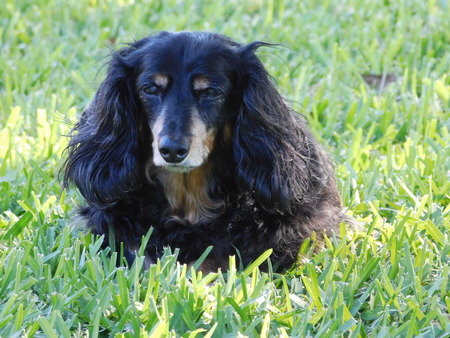 Toby