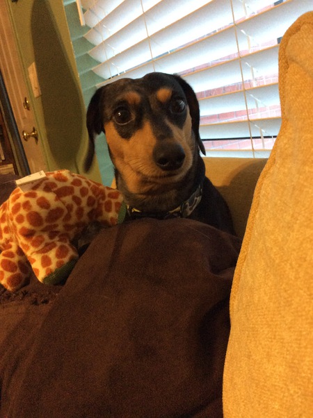 Yogi