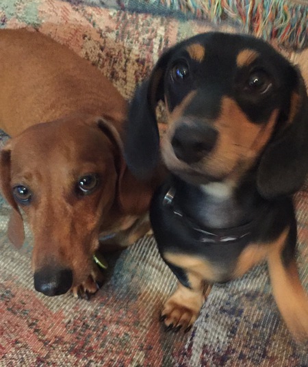Rocky and Diesel 