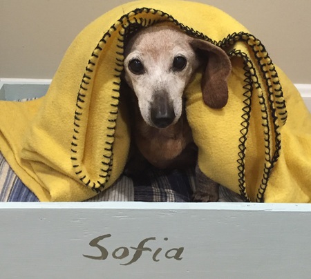 Sofia