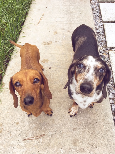 Roscoe and Phoebe