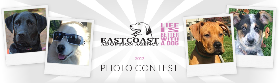 Banner for East Coast Adoption Agency Photo Contest