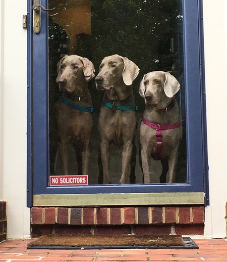 Axel, Gunnar, and Coral