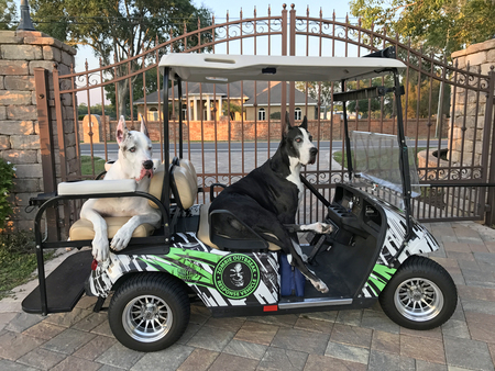 Max and Katie the Great Danes