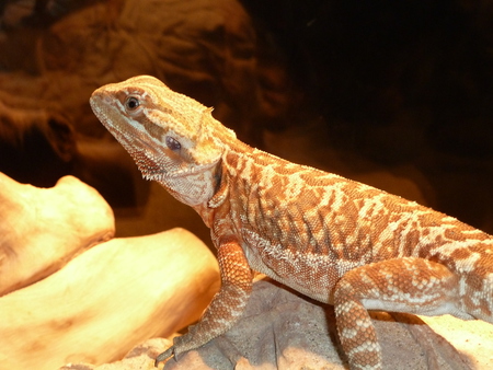 NaRang my beardie