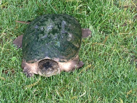 Snapping Turtle Visiting Our Yard