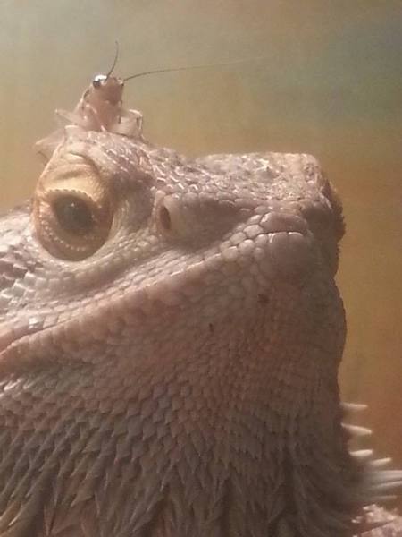 Anyone seen my cricket??