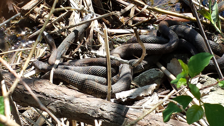 Northern Water Snakes at Holland Ponds