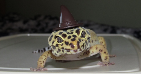  Stand back or our Leopard Gecko will cast a spell!
