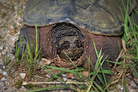 Wild Snapper