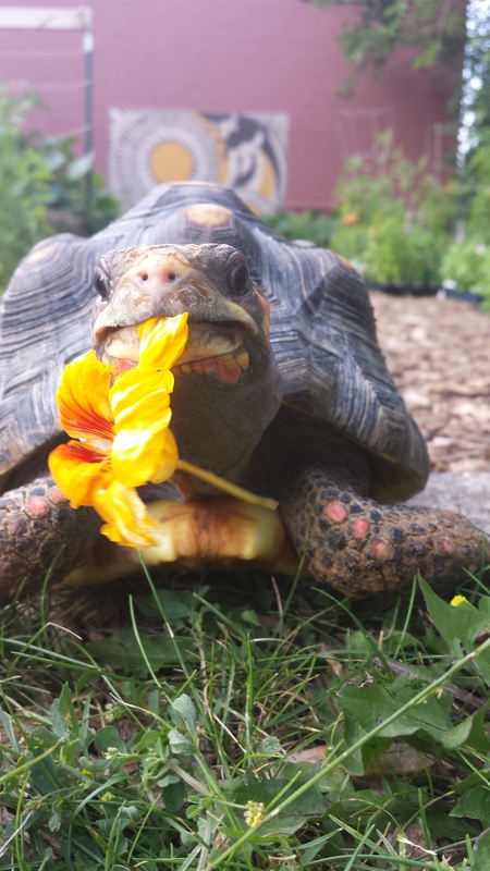Flash, the gardener