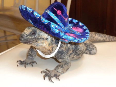 Wally the Chuckwalla