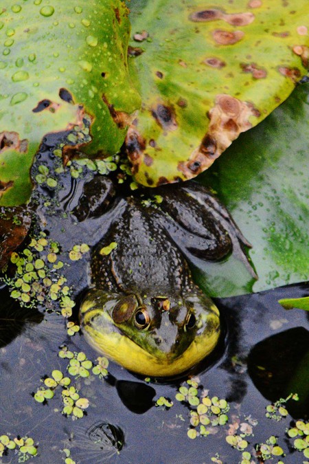 Bull Frog