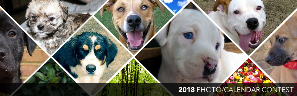 Banner for Two by Two Rescue 2018 Calendar Contest