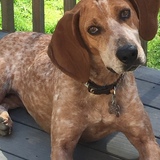 Entry image for Ginger