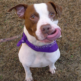 Entry image for Baxter