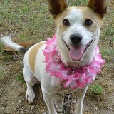 Entry image for Petula