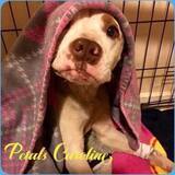 Entry image for Petals