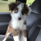 Entry image for Ollie