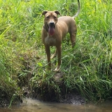 Entry image for Ruger