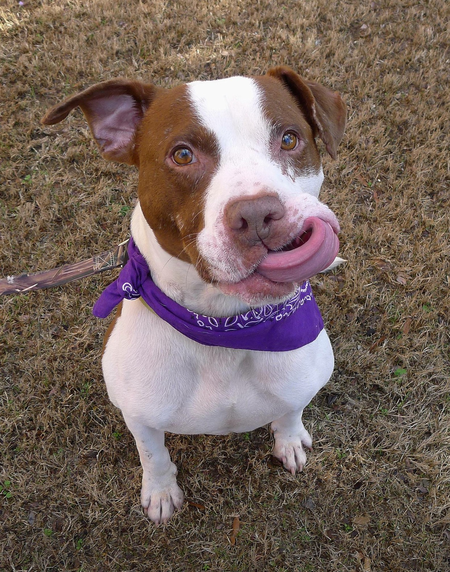 Entry image for Baxter. Clicking this image will show a larger photo