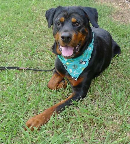 Entry image for Brutus. Clicking this image will show a larger photo