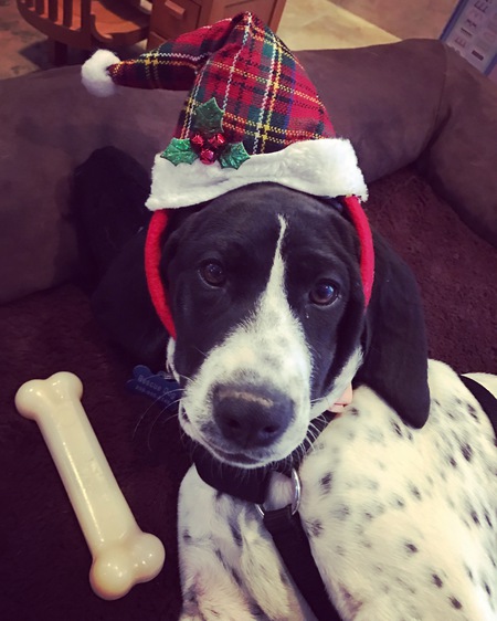 Entry image for Maggie. Clicking this image will show a larger photo