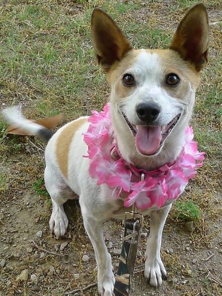 Entry image for Petula. Clicking this image will show a larger photo