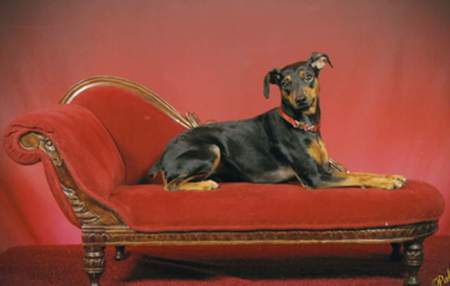 Entry image for Lillie Belle. Clicking this image will show a larger photo