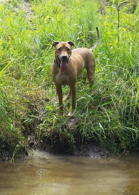 Entry image for Ruger. Clicking this image will show a larger photo