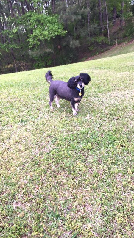 Entry image for Winston. Clicking this image will show a larger photo