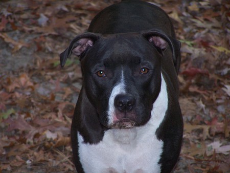 Boone