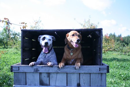 Bella (left) Tessie (Right)