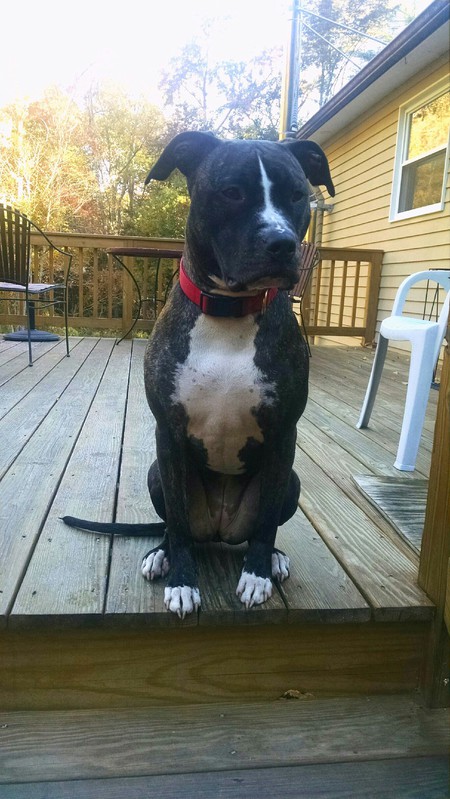Ayla