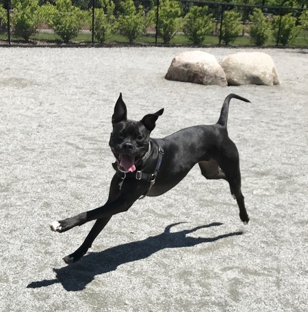 Milo 