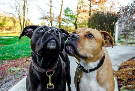 Champ (Tan) and Kaylah (Black)