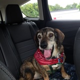 Entry image for Brownie