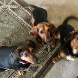 Entry image for Holli, Rosie and Joey