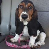 Entry image for Cookie