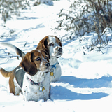 Entry image for Buffy & Otis