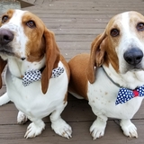 Entry image for Rufus and Copper 