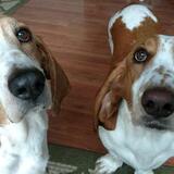 Entry image for Copper and Rufus