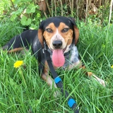 Entry image for Toby
