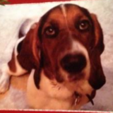 Entry image for Jagger